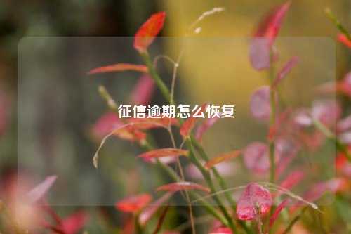 征信逾期怎么恢复